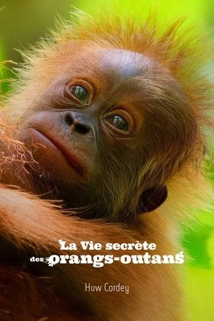  La Vie secrète des orangs-outans affiche 