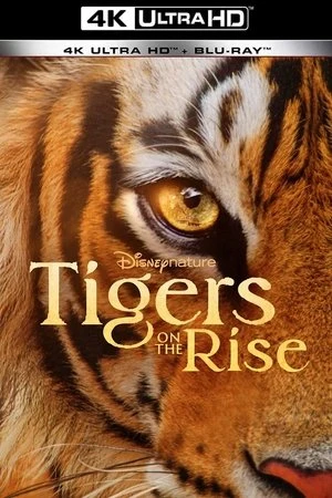 Regarder Tigres : le making of en streaming complet