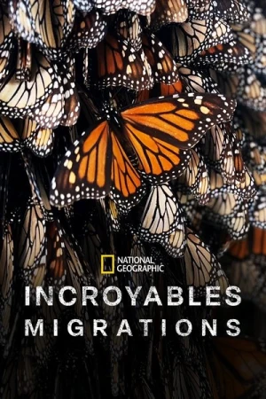  Incredible Animal Journeys - Saison 1 affiche 