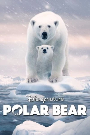Ours polaire